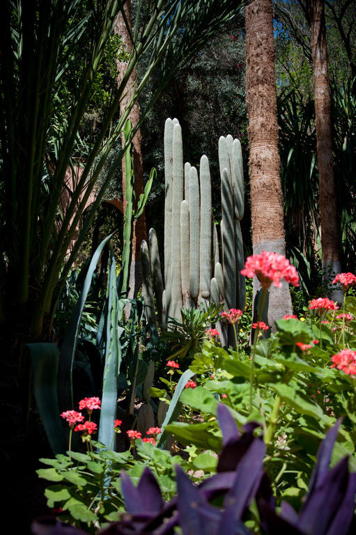 Dar Ayniwen Garden Hotel&bird Zoo Marrakesch
