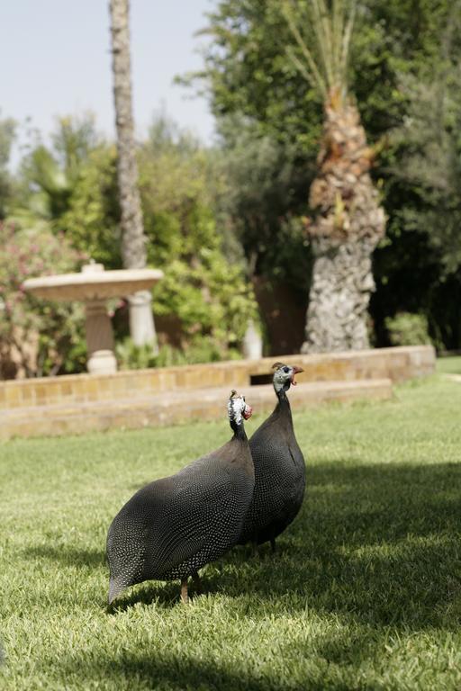 Gasthof Dar Ayniwen Garden Hotel&bird Zoo