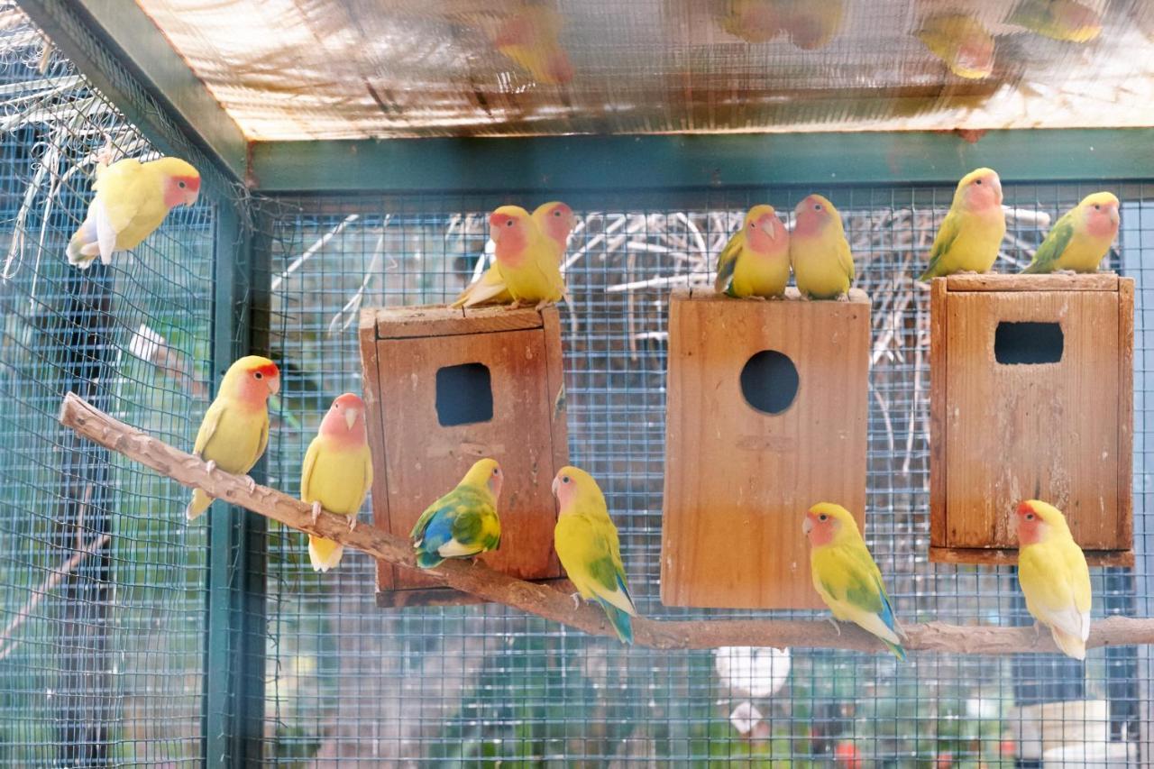 Dar Ayniwen Garden Hotel&bird Zoo 5*