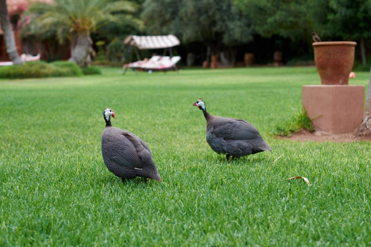 Gasthof Dar Ayniwen Garden Hotel&bird Zoo Marrakesch